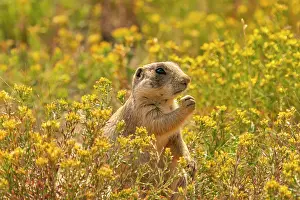 Colorado: USA, Colorado, Arapaho National Wildlife Refuge