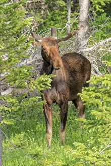Cameron: USA, Colorado, Cameron Pass. Close-up of bull moose