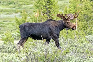 Cameron: USA, Colorado, Cameron Pass. Close-up of bull moose