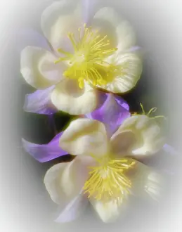 George: USA, Colorado. Columbine