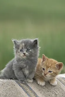 Divide: USA, Colorado, Divide. Two barn kittens