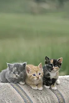Divide: USA, Colorado, Divide. A trio of barn kittens