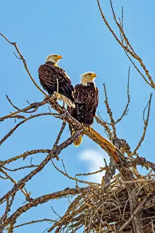 Fred Lord: USA, Colorado, Fort Collins. American bald eagles and nest
