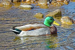 Mallard: USA, Colorado, Fort Collins. American mallard duck in water