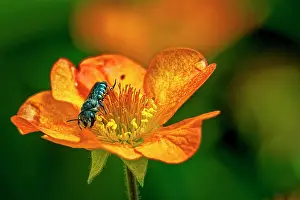 Fred Lord: USA, Colorado, Fort Collins. Bicolored sweat bee on orange