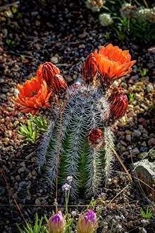 Fred: USA, Colorado, Fort Collins. Blooming cactus close-up