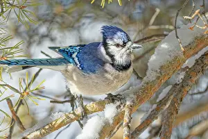 Fred Lord: USA, Colorado, Fort Collins. Blue jay and snow. Credit as