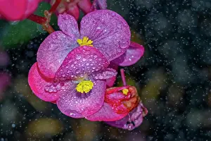 Fred Lord: USA, Colorado, Fort Collins. Close-up of begonia flower