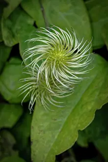Exotic: USA, Colorado, Fort Collins. Close-up of exotic flower