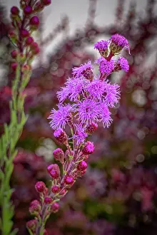 Fred Lord: USA, Colorado, Fort Collins. Close-up of purple flowers