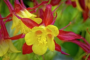 Fred: USA, Colorado, Fort Collins. Columbine flower close-up