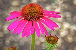 Fred: USA, Colorado, Fort Collins. Coneflower close-up
