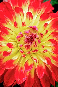 Fred: USA, Colorado, Fort Collins. Dahlia flower close-up