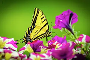Fred: USA, Colorado, Fort Collins. Eastern tiger swallowtail