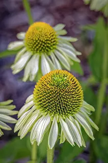 Fred Lord: USA, Colorado, Fort Collins. Echinacea flower close-up