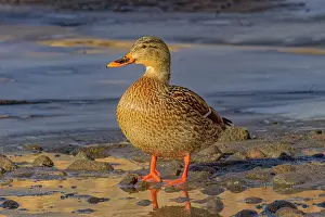 Mallard: USA, Colorado, Fort Collins. Female American mallard duck in