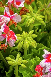 Geranium: USA, Colorado, Fort Collins. Geranium flowers close-up
