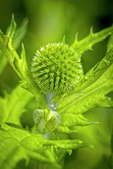 Fred: USA, Colorado, Fort Collins. Globe thistle close-up