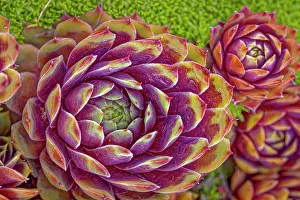 Fred: USA, Colorado, Fort Collins. Hens and chicks succulent