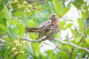 Berry: USA, Colorado, Fort Collins. Male house finch in