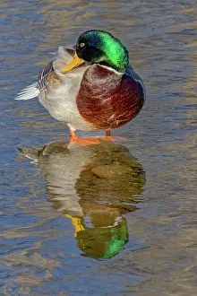 Mallard: USA, Colorado, Fort Collins. Male mallard duck in water