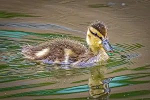 Mallard: USA, Colorado, Fort Collins. Mallard duck duckling