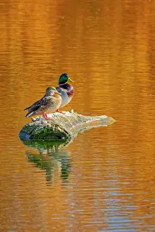 Mallard: USA, Colorado, Fort Collins. Mallard duck pair on lake rock