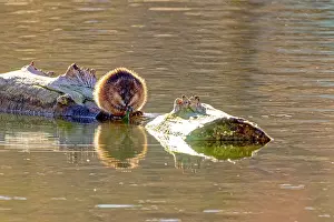 Fred Lord: USA, Colorado, Fort Collins. Muskrat on log in water. Credit