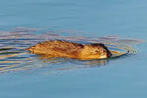 Fred Lord: USA, Colorado, Fort Collins. Muskrat swimming in water