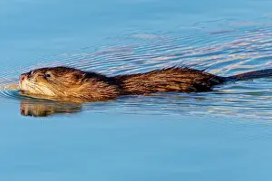 Fred Lord: USA, Colorado, Fort Collins. Muskrat swimming in water