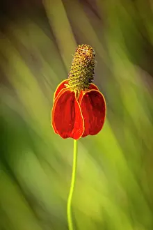 Prairie: USA, Colorado, Fort Collins. Prairie coneflower