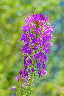 Fred: USA, Colorado, Fort Collins. Rocky Mountain bee