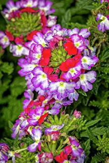 Verbena: USA, Colorado, Fort Collins. Verbena flowers close-up