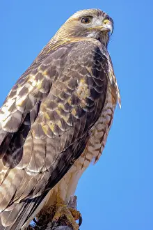 Buteo: USA, Colorado, Ft. Collins. Adult red-tailed hawk close-up
