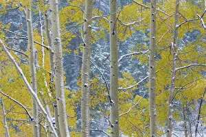 Aspen: USA, Colorado, Grand Mesa. Aspen trees in winter. ic Don