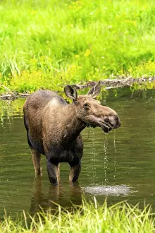 Moose: USA, Colorado, Gunnison National Forest. Moose feeding