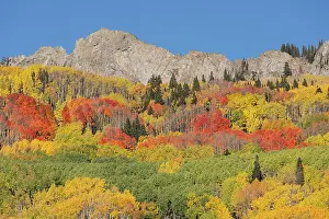 Aspen: USA, Colorado, Gunnison National Forest. Mountain and forest