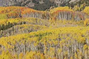 Aspen: USA, Colorado, Gunnison National Forest. Aspen forest in