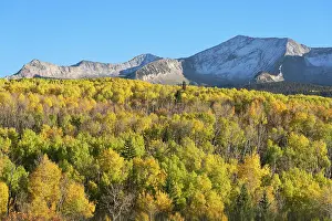 Aspen: USA, Colorado, Gunnison National Forest. Mountain and aspen