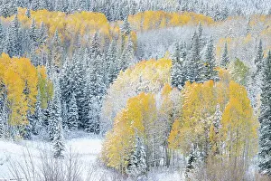 Aspen: USA, Colorado, Gunnison National Forest. Snow-covered forest