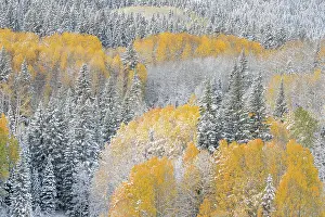 Aspen: USA, Colorado, Gunnison National Forest. Snow-covered forest