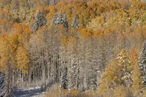Aspen: USA, Colorado, Gunnison National Forest. Snow-covered forest
