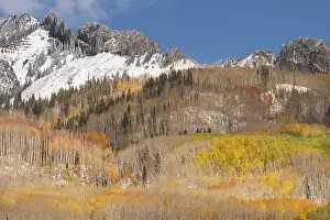 Aspen: USA, Colorado, Gunnison National Forest. Mountain ridge and
