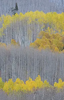 Aspen: USA, Colorado, Gunnison National Forest. Aspen trees with