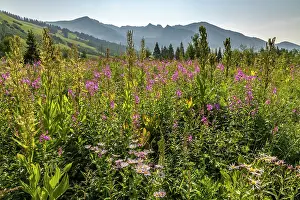 Fireweed: USA, Colorado, Gunnison National Forest. Fireweed