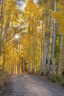 Gravel: USA, Colorado, Gunnison National Forest. Sunburst above a