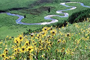 Sympathy: USA - Colorado, River Meanders & Flowers