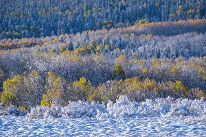 Brush: USA, Colorado, Rocky Mountain National Park, late fall