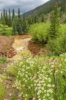 Daisy: USA, Colorado, San Juan Mountains. Scenic with Cement