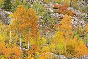 Aspen: USA, Colorado, San Juan National Forest. Aspen trees in